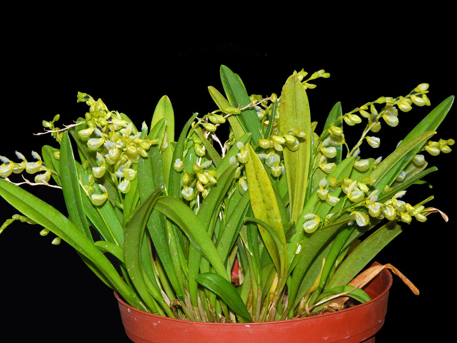 Stelis pilosa