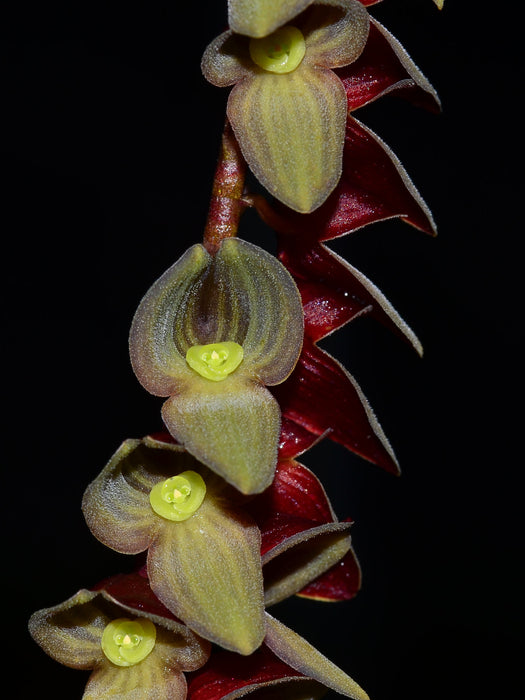 Stelis purpurea