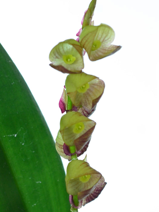 Stelis regina