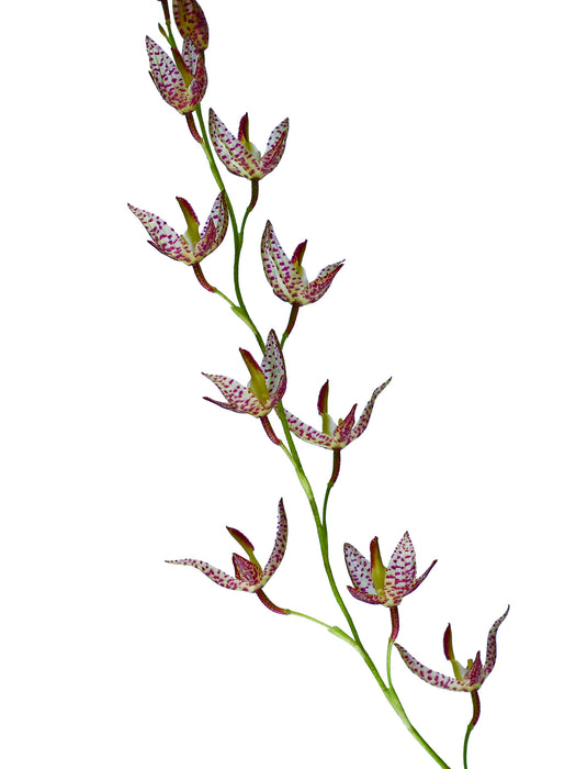 Stelis restrepioides