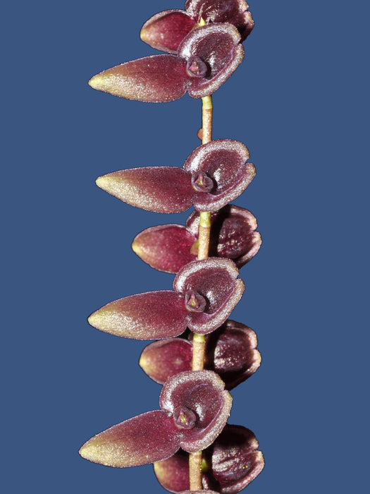 Stelis santiagoi