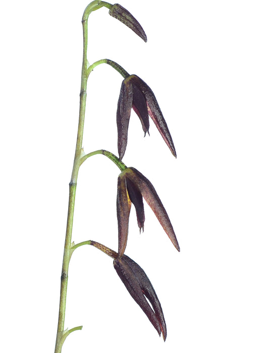 Stelis scabrata