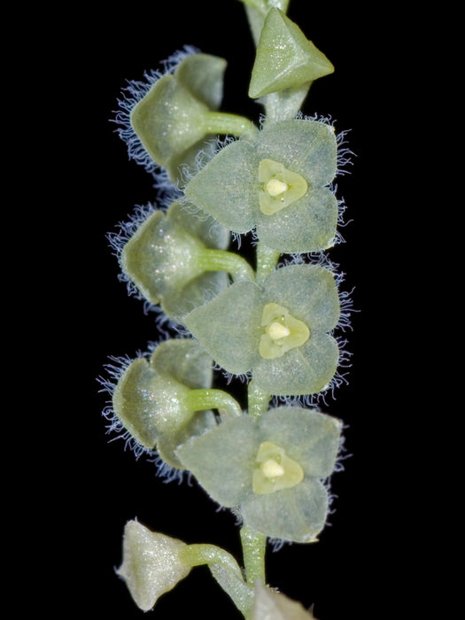 Stelis stevensonii