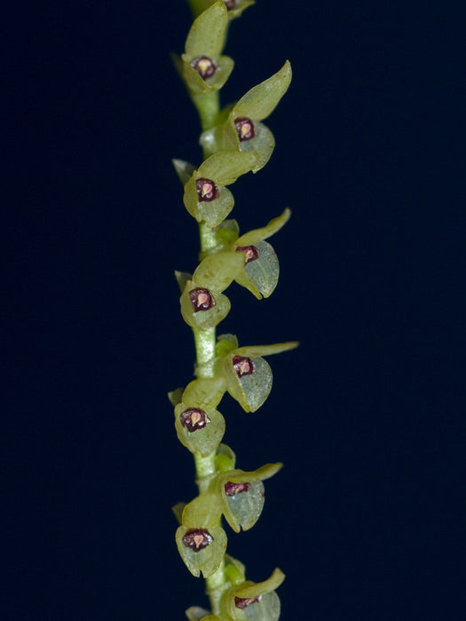 Stelis striolata