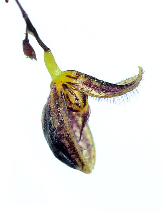 Stelis trichostoma