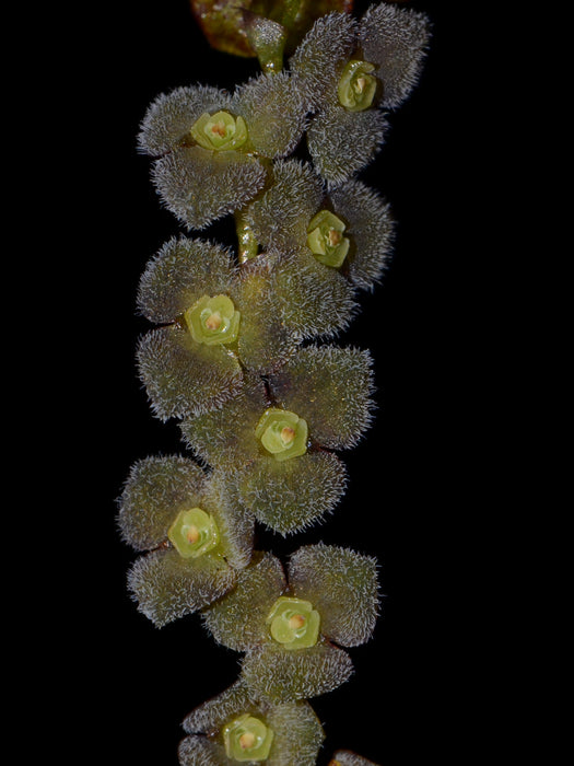 Stelis tridentata