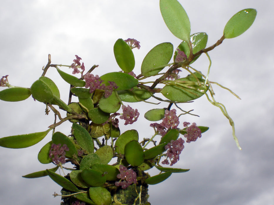 Stelis umbelliformis