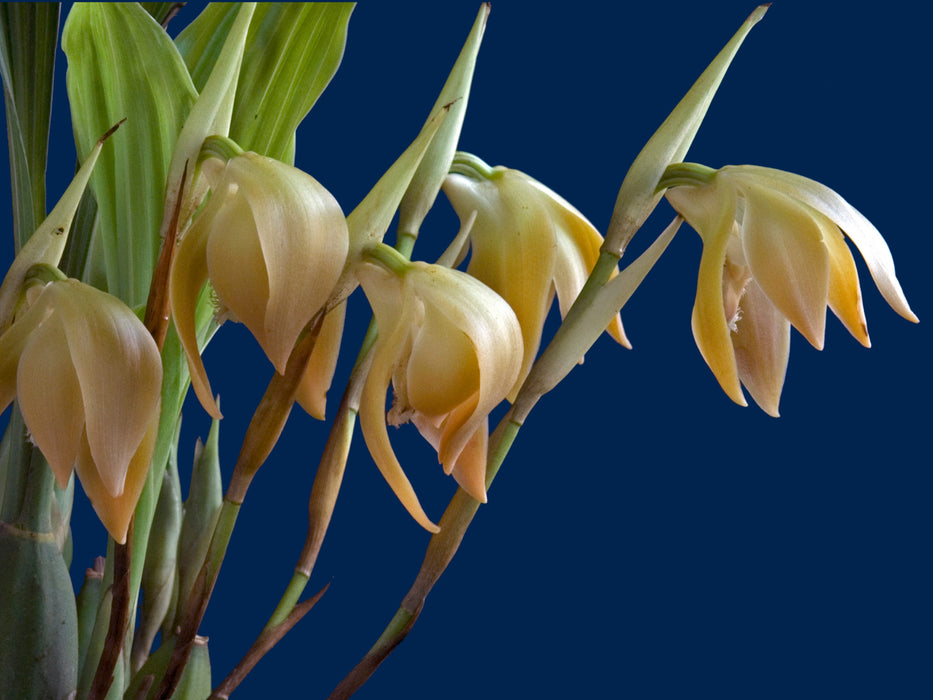 Sudamerlycaste andreettae