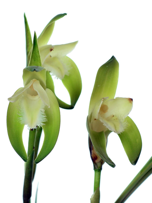 Sudamerlycaste cobbiana