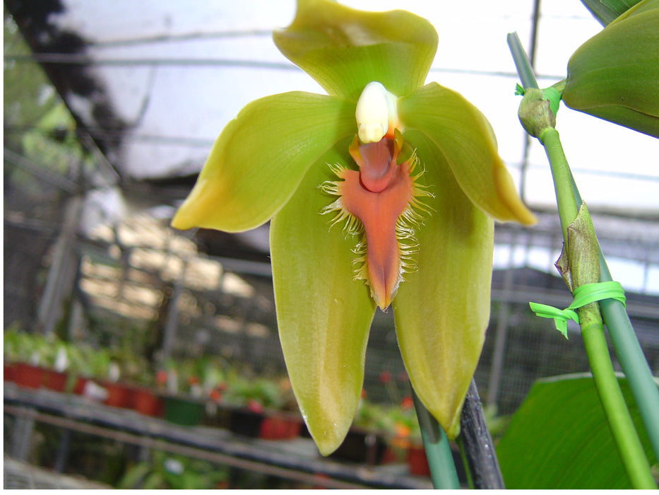 Sudamerlycaste priscilae