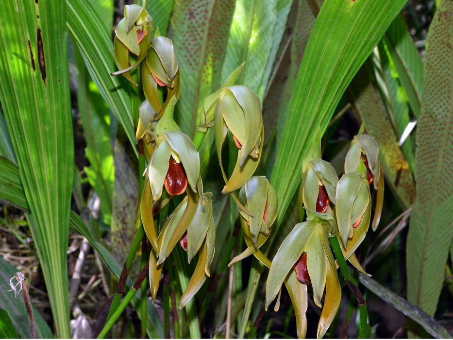 Sudamerlycaste x  monopampanensis