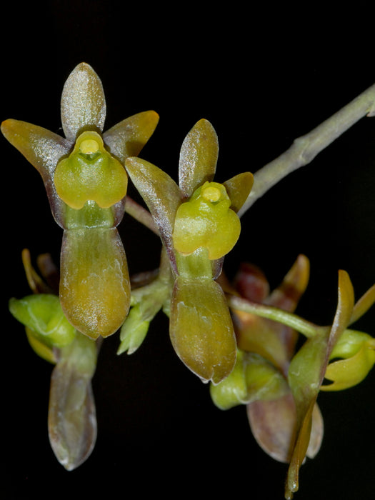 Systeloglossum ecuadorense