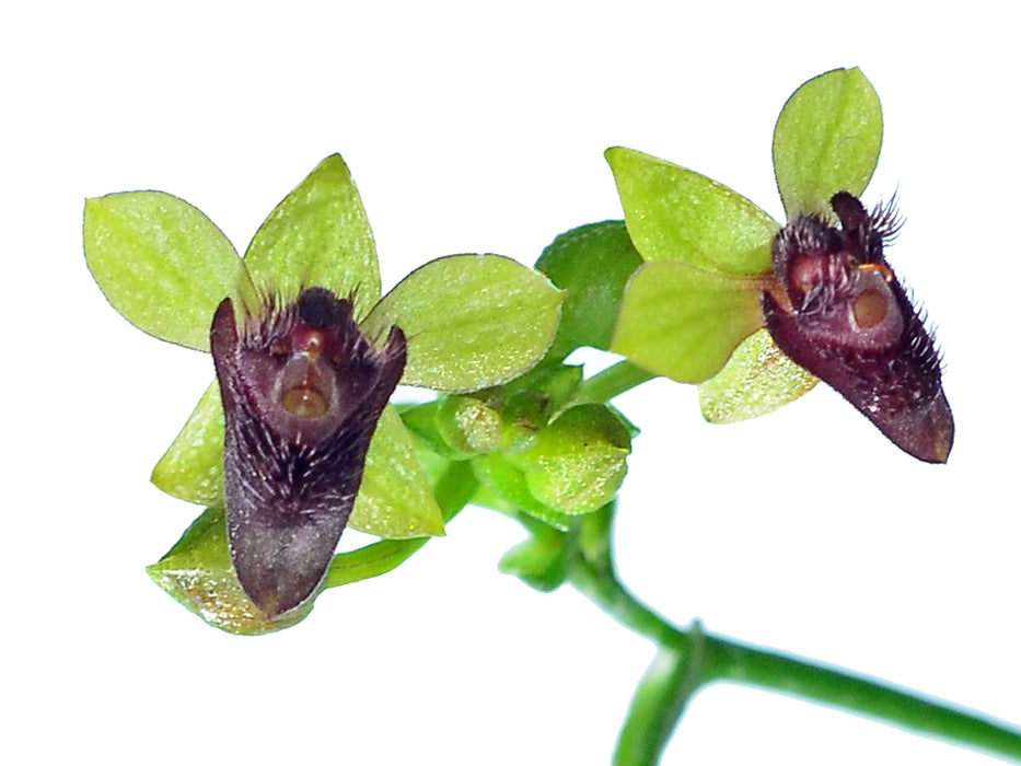 Telipogon astroglossum