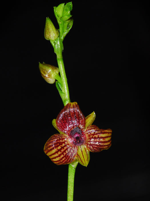 Telipogon karsteae