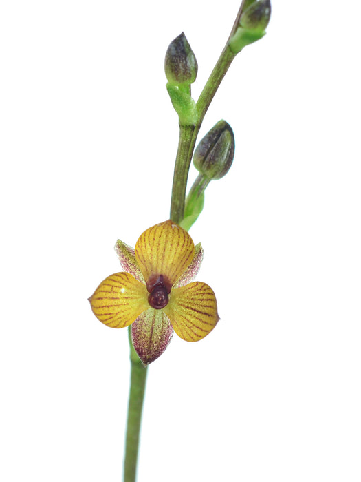 Telipogon venustus