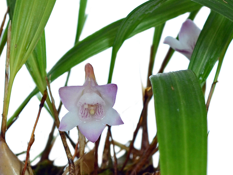 Teuscheria cornucopia