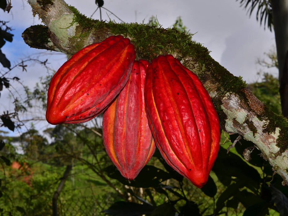 Theobroma cacao