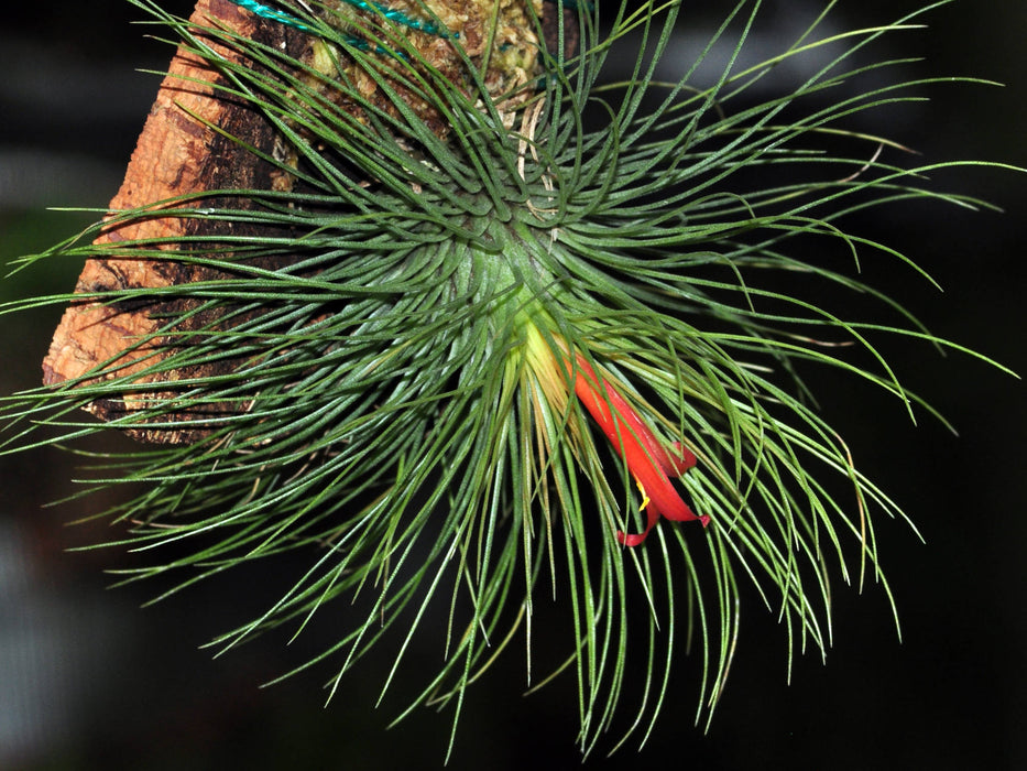 Tillandsia andreana