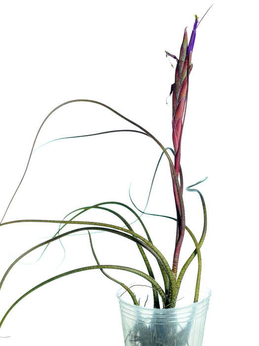 Tillandsia butzii