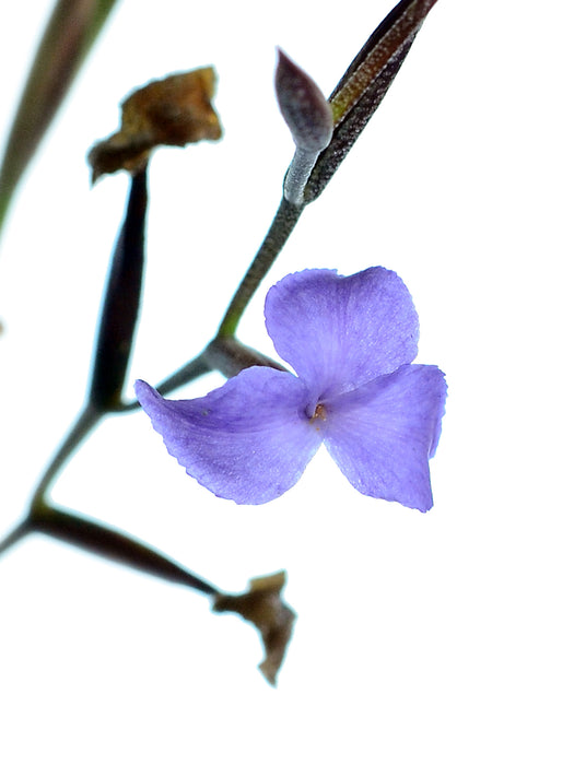 Tillandsia caerulea