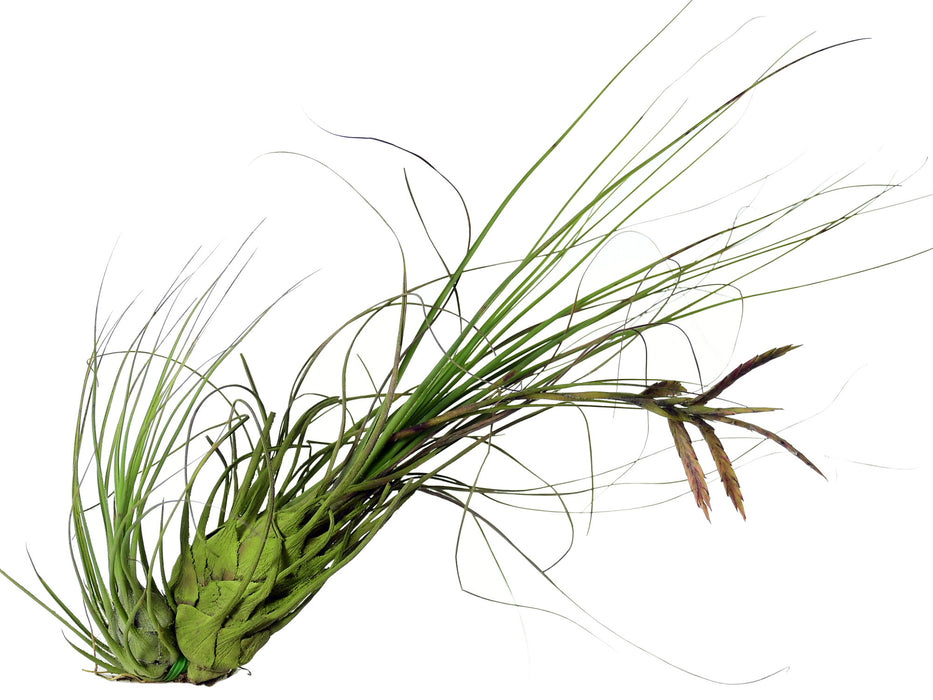 Tillandsia disticha var. minor