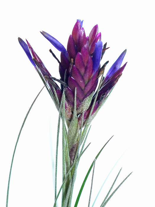 Tillandsia floribunda