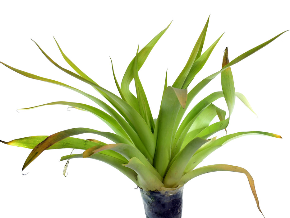 Tillandsia fraseri