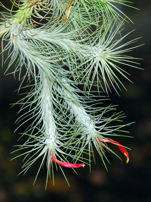 Tillandsia funckiana