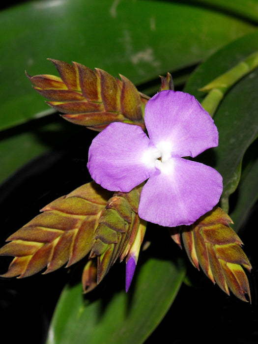 Tillandsia hamaleana