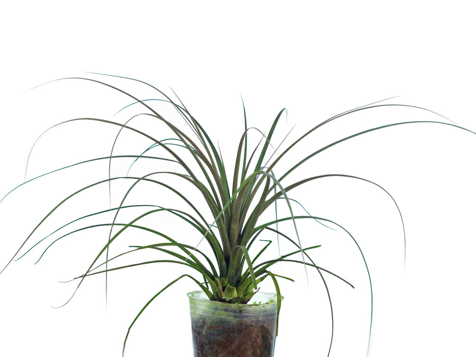 Tillandsia hirtzii