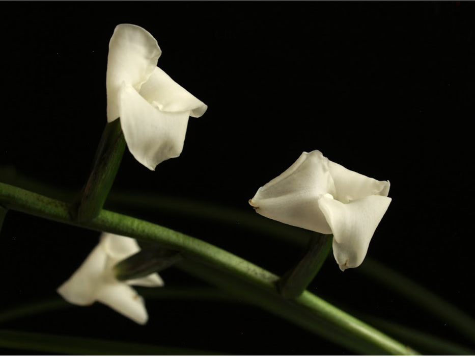 Tillandsia narthecioides