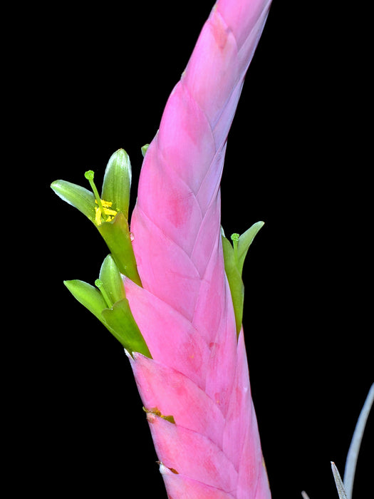 Tillandsia petraea