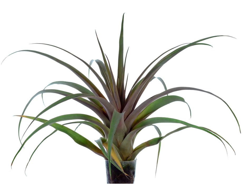 Tillandsia portillae