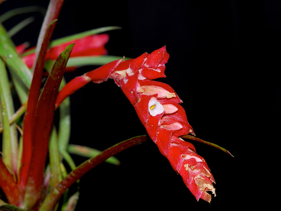 Tillandsia seemannii