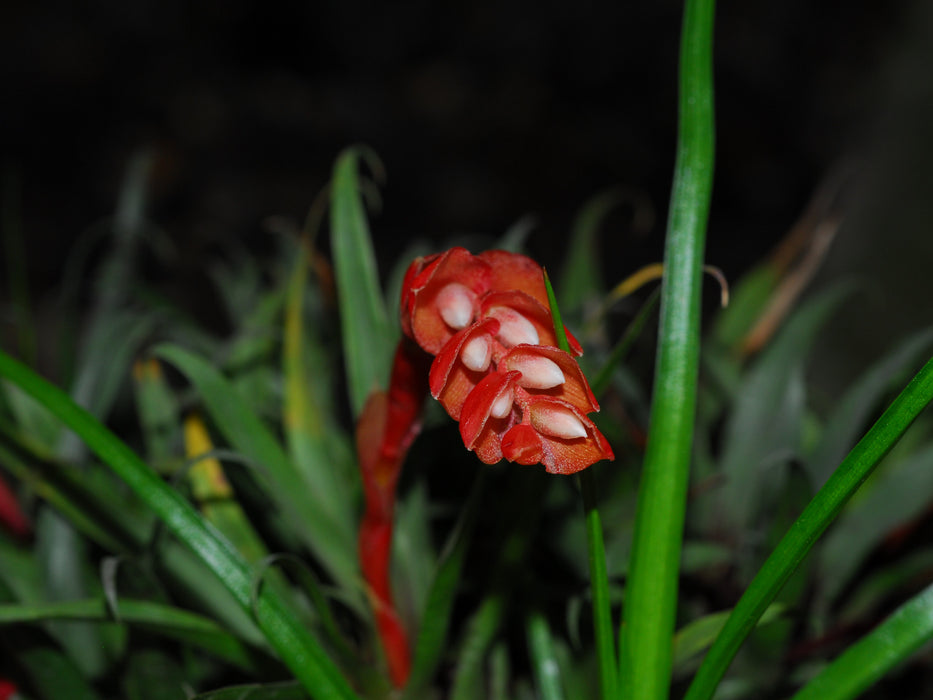 Tillandsia seemannii