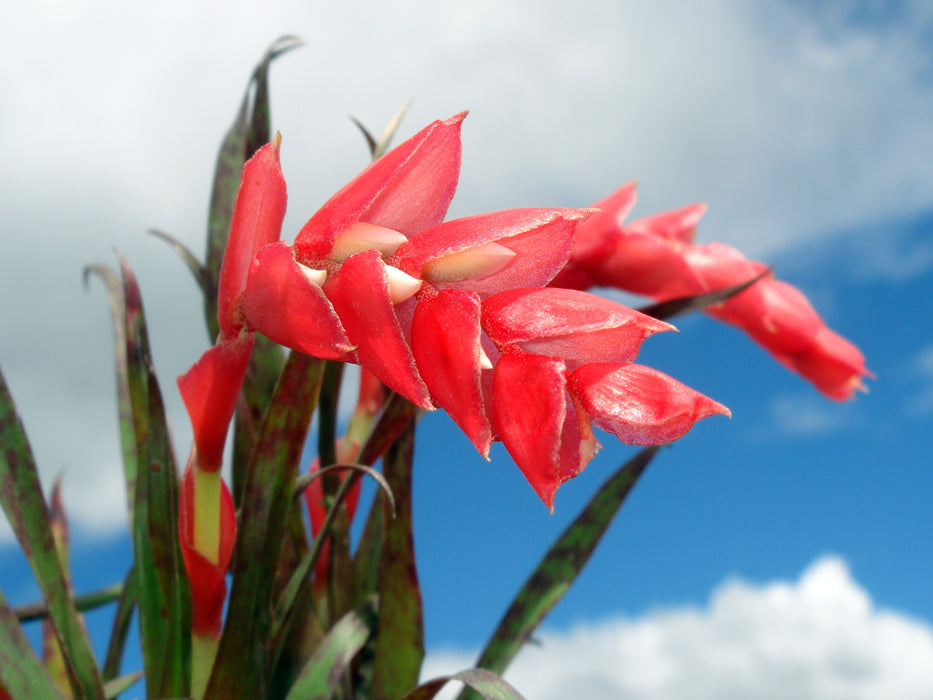 Tillandsia seemannii