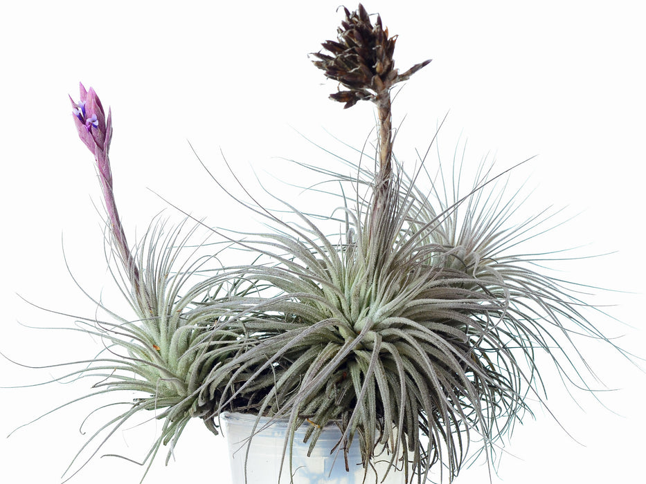 Tillandsia tectorum