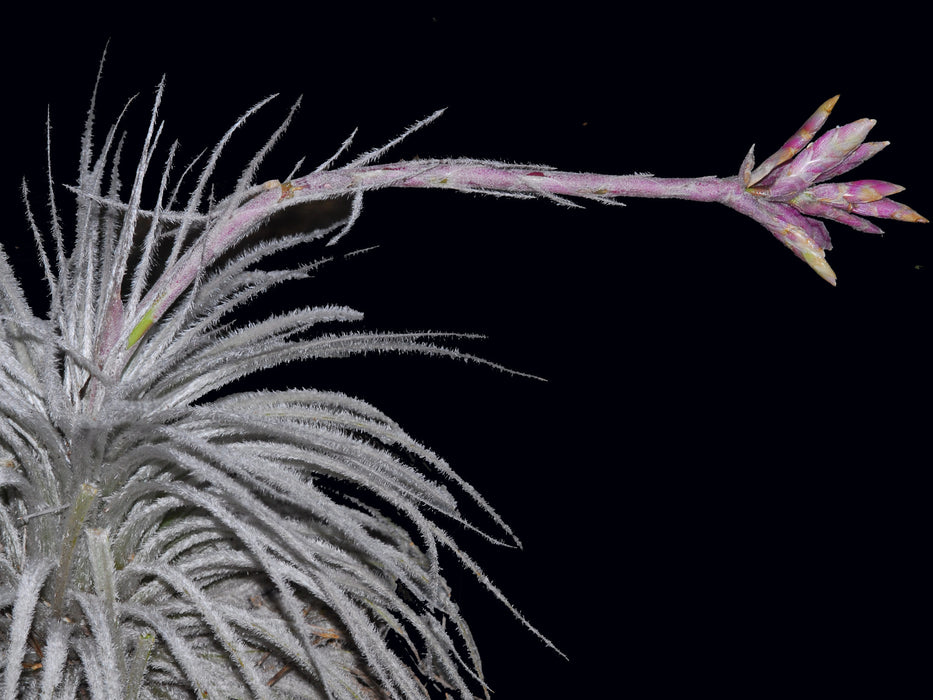 Tillandsia tectorum var. rupicola