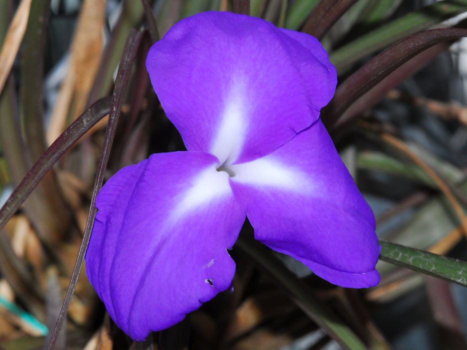 Tillandsia umbellata violet