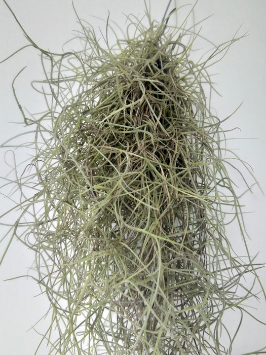 Tillandsia usneoides