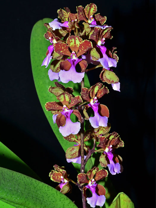 Trichocentrum lanceanum