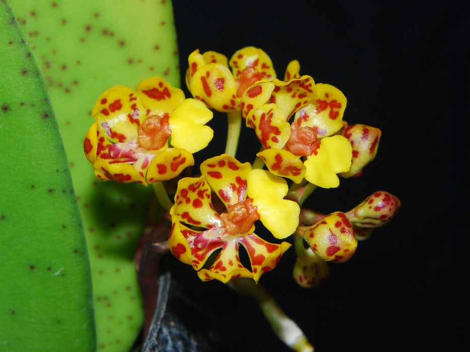 Trichocentrum nanum