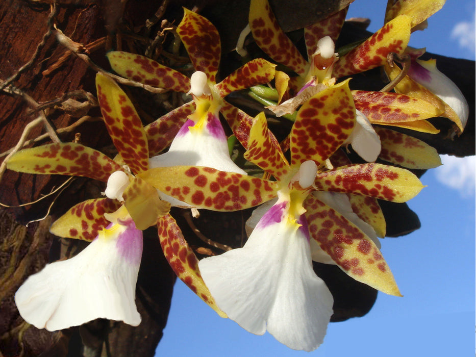 Trichocentrum tigrinum