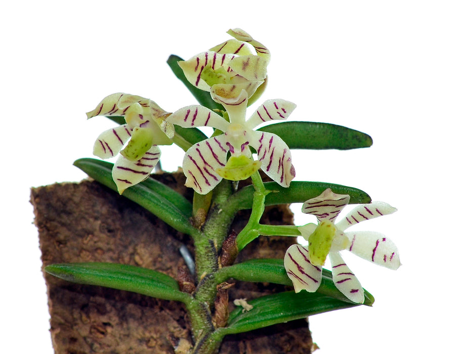 Trichoglottis pusilla