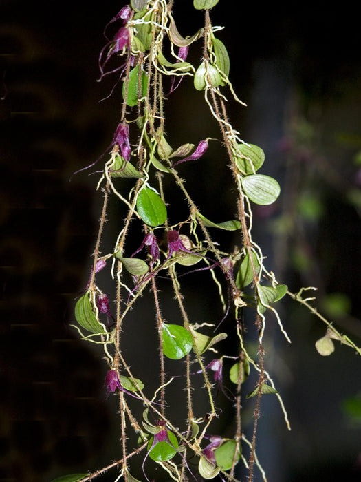 Trichosalpinx chamaelepanthes