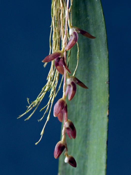 Trichosalpinx patula