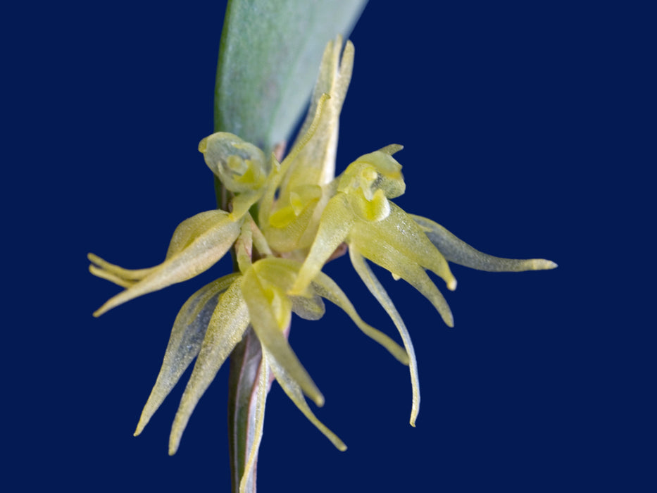 Trichosalpinx semilunata