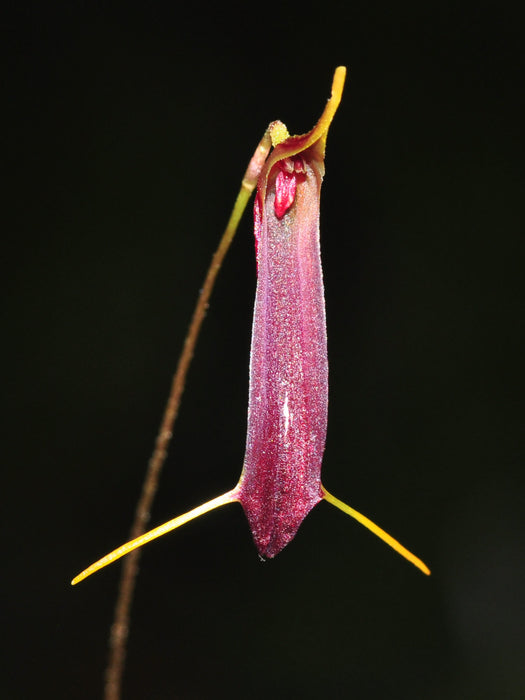 Trisetella nodulifera