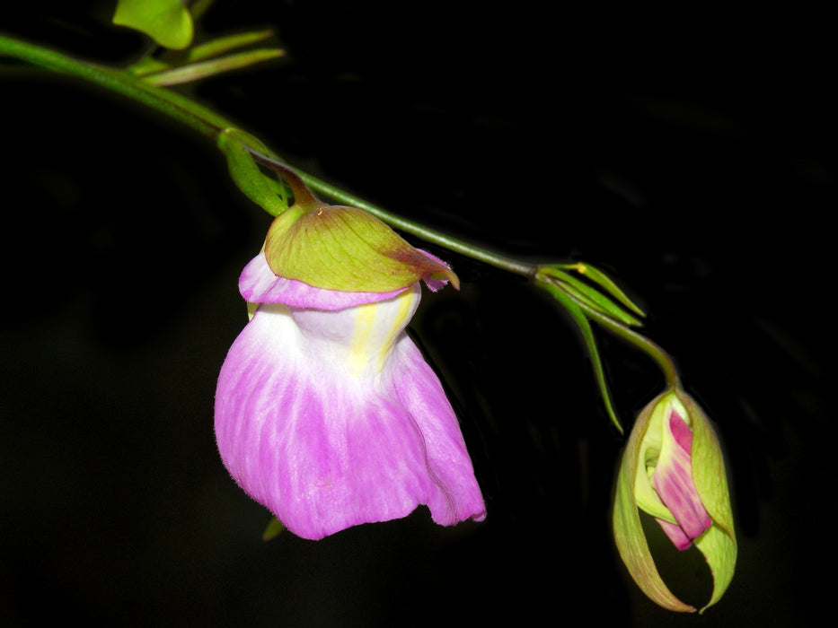 Utricularia uniflora