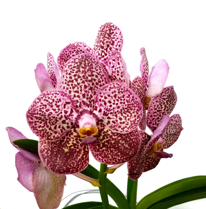 Vanda Kulvadee Fragrant Black Q